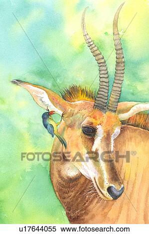 Animal, Watercolor painting of a goat and a bird View Large Illustration Stock Illustration - Animal, Watercolor painting of a goat and a bird. Fotosearch