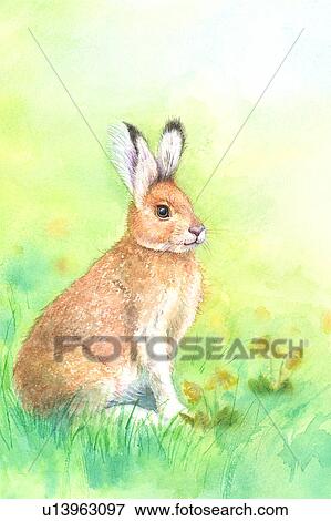 Animal, Watercolor painting of a rabbit crouching on the lawn View Large Illustration Stock Illustration - Animal, Watercolor painting of a rabbit crouching on the lawn. Fotosearch