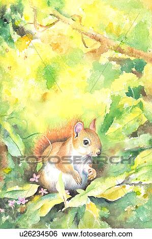 Stock Illustration - Animal, Watercolor painting of a squirrel. Fotosearch