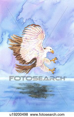 Animal, Watercolor painting of an eagle flying above water View Large Illustration Stock Illustration - Animal, Watercolor painting of an eagle flying above water. Fotosearch