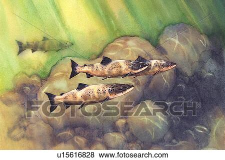Animal, Watercolor painting of fishes in the water View Large Illustration Stock Illustration - Animal, Watercolor painting of fishes in the water. Fotosearch