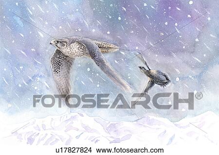 Animal, Watercolor painting of two bird flying in the snow View Large Illustration Stock Illustration - Animal, Watercolor painting of two bird flying in the snow. Fotosearch