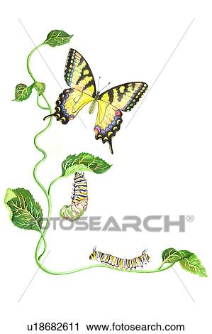 Insects, Watercolor painting of caterpillar and butterfly View Large Illustration Clip Art - Insects, Watercolor painting of caterpillar and butterfly. Fotosearch