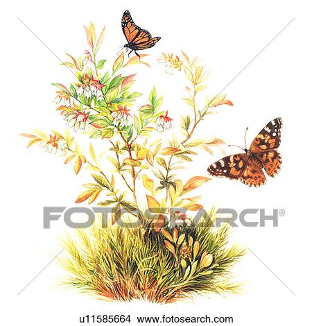 Insects, Watercolor painting of two butterflies flying near flowers View Large Illustration Stock Illustration - Insects, Watercolor painting of two butterflies flying near flowers. Fotosearch