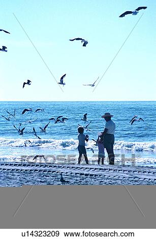 Men, Cute, Seaside, Sea, Sea gull, Kids, Dad View Large Photo Image Stock Photo - Men, Cute, Seaside, Sea, Sea gull, Kids, Dad. Fotosearch