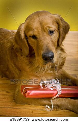 Stock Photo - Dog with gift. Fotosearch