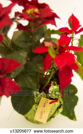 Poinsettia View Large Photo Image Stock Photo - Poinsettia. Fotosearch