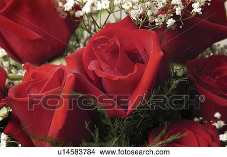 Red roses with babys breath View Large Photo Image Picture - Red roses with babys breath. Fotosearch
