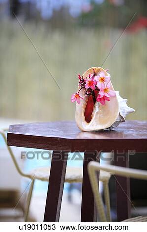 Stock Image - Flowers on sea shell. Fotosearch