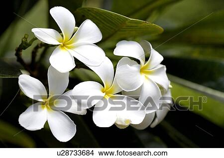 Frangipani View Large Photo Image Picture - Frangipani. Fotosearch