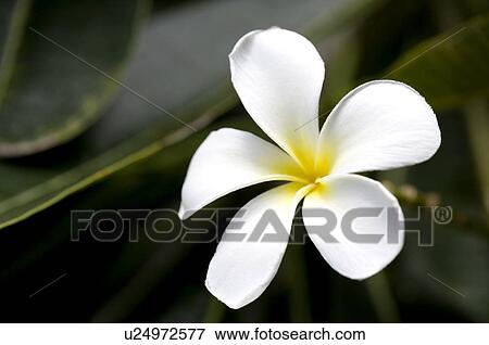 Frangipani View Large Photo Image Stock Photo - Frangipani. Fotosearch
