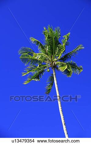 Low angle view of coconut palm tree View Large Photo Image Picture - Low angle view of coconut palm tree. Fotosearch