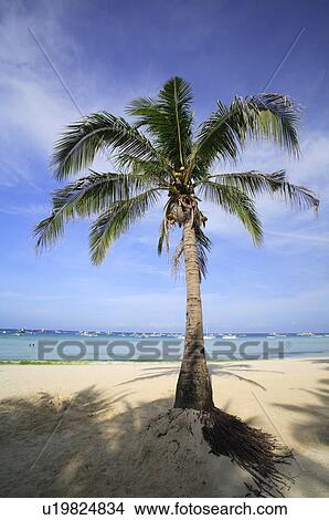 Palm tree on beach, Sanya City, Hainan Province, China View Large Photo Image Picture - Palm tree on beach, Sanya City, Hainan Province, China. Fotosearch