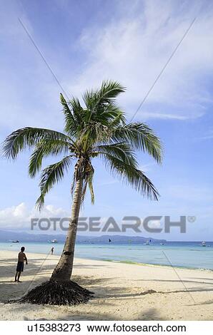 Stock Image - Palm tree on the beach. Fotosearch