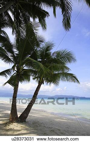 Palm trees on beach of Boracay island View Large Photo Image Stock Image - Palm trees on beach of Boracay island. Fotosearch