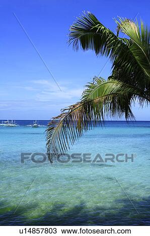 Scene of palm tree in Boracay island View Large Photo Image Stock Image - Scene of palm tree in Boracay island. Fotosearch