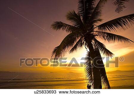 Stock Image - Scene of palm tree, Sanya City, Hainan Province, China. Fotosearch