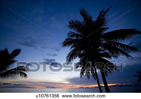 Scene of palm tree, Sanya City, Hainan Province, China View Large Photo Image Stock Photograph - Scene of palm tree, Sanya City, Hainan Province, China. Fotosearch