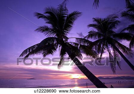 Scene of palm trees at the sunset View Large Photo Image Stock Image - Scene of palm trees at the sunset. Fotosearch