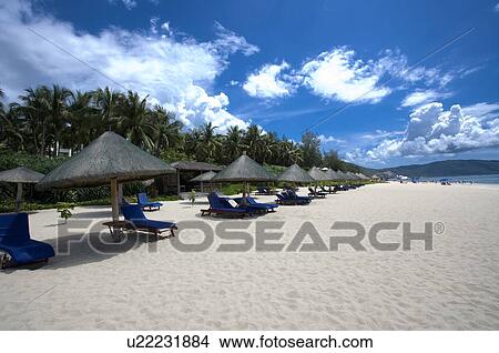 Sunshades and beach chairs in a row on beach View Large Photo Image Picture - Sunshades and beach chairs in a row on beach. Fotosearch