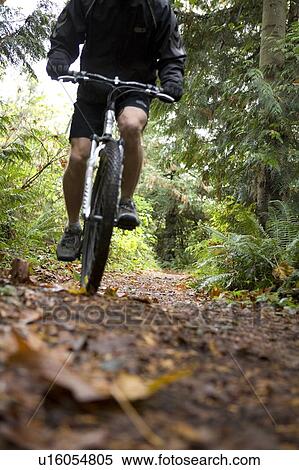 Male cyclist on mountain bike, on trail in Stanley Park, Vancouver, BC View Large Photo Image Stock Photography - Male cyclist on mountain bike, on trail in Stanley Park, Vancouver, BC. Fotosearch
