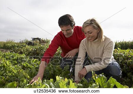 Stock Photograph - Couple kneeling in rows of vegetables on organic farm, Ladner, British Columbia. Fotosearch