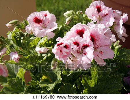 Stock Image - A plant with pink flowers. Fotosearch