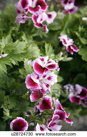Stock Image - A plant with pink flowers. Fotosearch