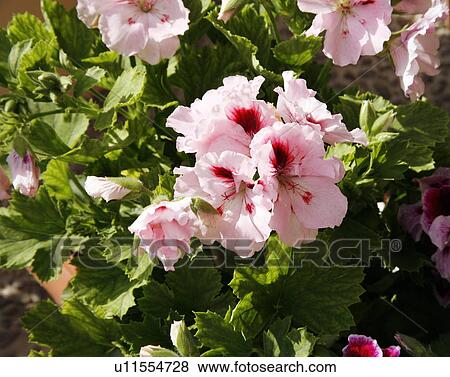 Stock Photo - A plant with pink flowers. Fotosearch