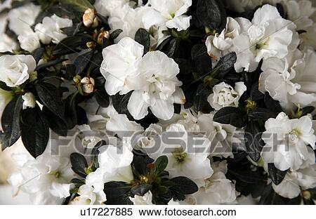Stock Photography - A plant with white flowers. Fotosearch