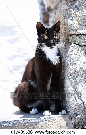 Black and white cat View Large Photo Image Stock Photograph - Black and white cat. Fotosearch