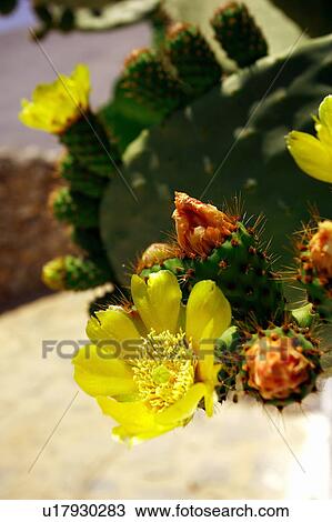 Blooming cactus flowers View Large Photo Image Stock Image - Blooming cactus flowers. Fotosearch