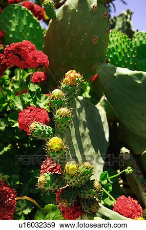 Stock Photo - Blooming cactus flowers. Fotosearch