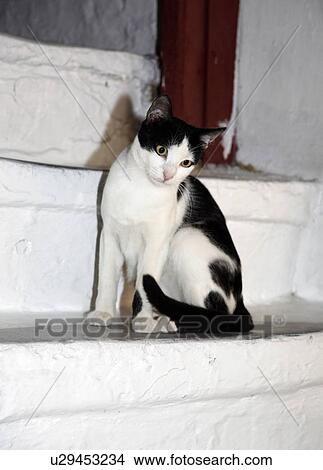 Picture - Cat on steps. Fotosearch