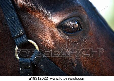 Stock Image - Closeup horse's eye. Fotosearch