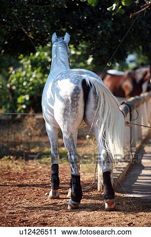 Stock Image - Closeup horse's hooves. Fotosearch