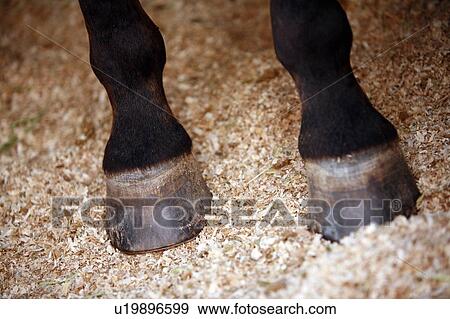 Stock Photo - Closeup horse's hooves. Fotosearch