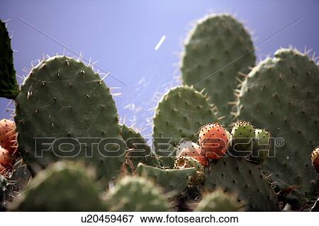 Closeup of cactus with prickly pear fruit View Large Photo Image Stock Photo - Closeup of cactus with prickly pear fruit. Fotosearch