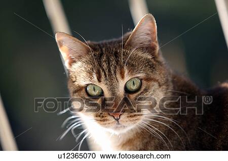 Stock Image - Closeup of cat. Fotosearch