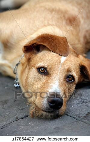 Stock Photo - Closeup of dog lying down. Fotosearch