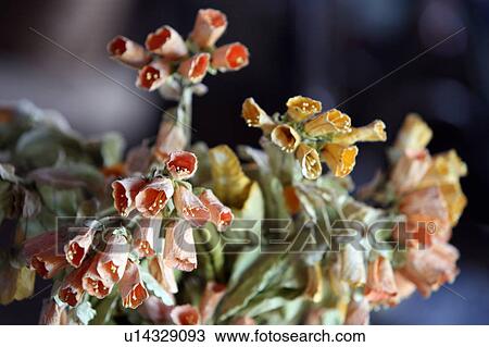 Closeup of dried flowers View Large Photo Image Stock Image - Closeup of dried flowers. Fotosearch