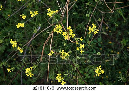 Stock Image - Closeup of flowers on a bush. Fotosearch