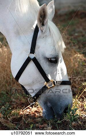 Stock Image - Closeup of horse eating. Fotosearch