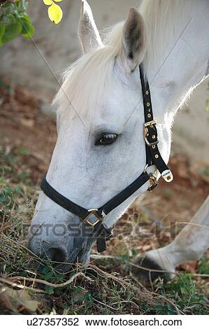 Stock Image - Closeup of horse eating. Fotosearch
