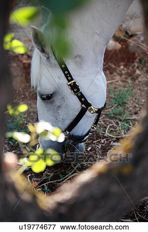 Stock Photo - Closeup of horse eating. Fotosearch