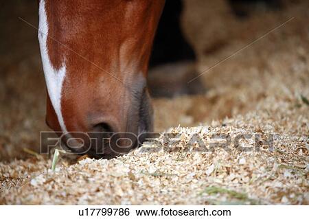 Closeup of horse eating View Large Photo Image Stock Photograph - Closeup of horse eating. Fotosearch