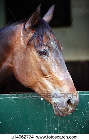 Picture - Closeup of horse. Fotosearch