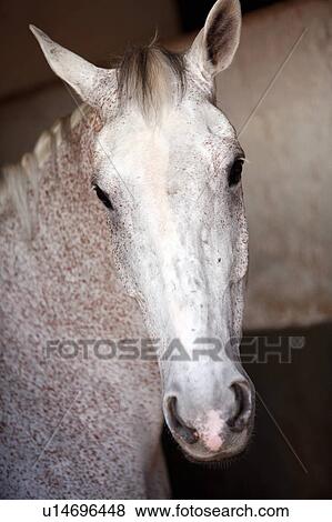 Stock Photo - Closeup of horse. Fotosearch