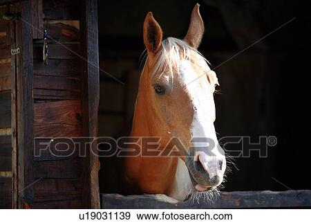 Closeup of horse View Large Photo Image Stock Photo - Closeup of horse. Fotosearch