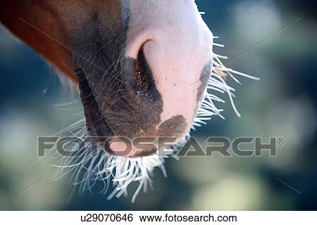 Stock Photograph - Closeup of horse. Fotosearch